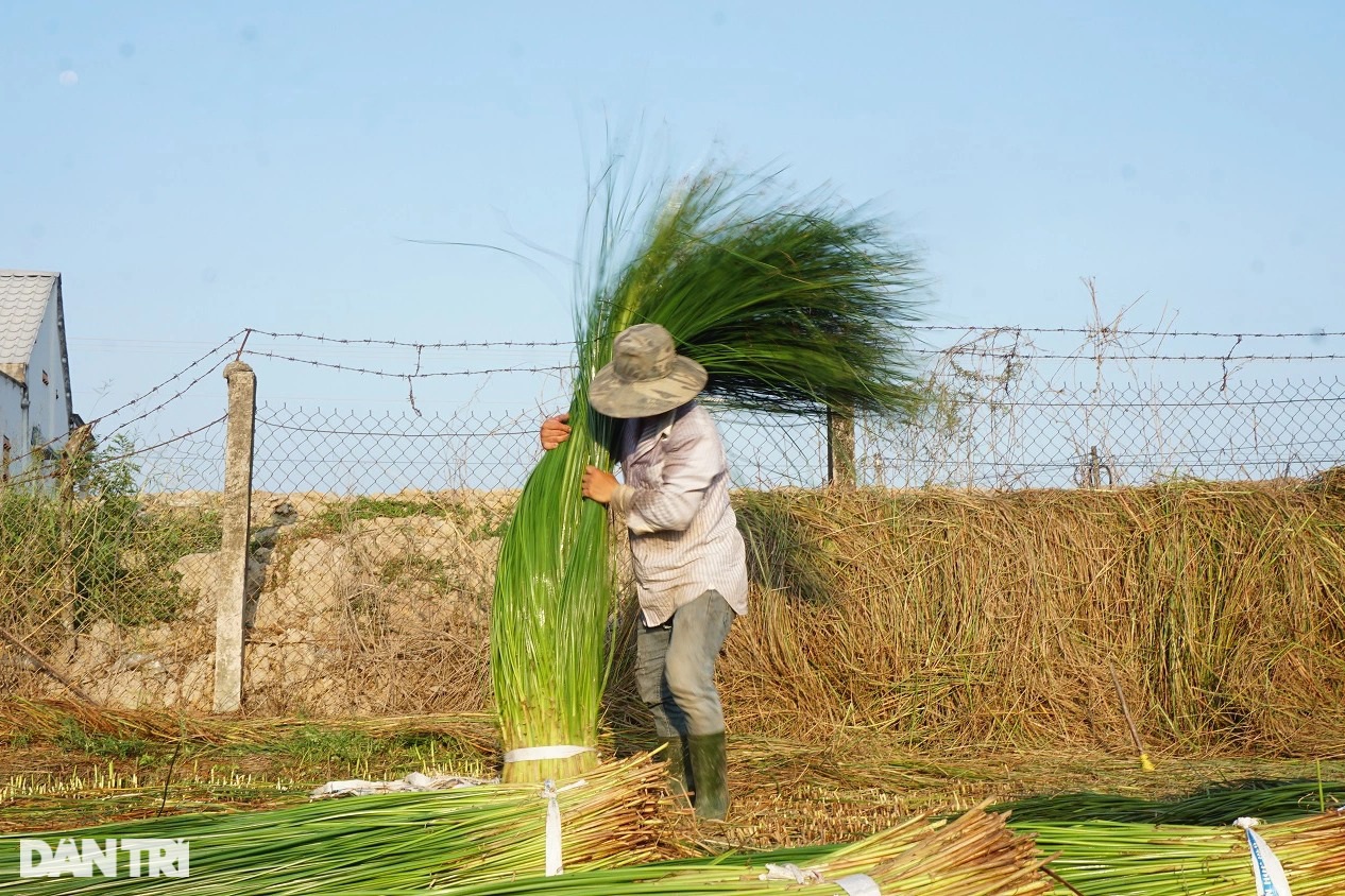 Người dân Trà Vinh chỉ cần trồng lác một lần thì có thể gặt 14 lần mới phải trồng lại. Lác vừa có năng suất, lại có giá thành cao hơn lúa nên ngày càng được trồng nhiều.