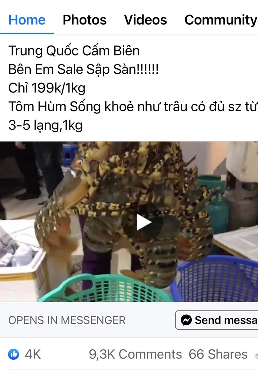 thuc-hu-tom-hum-sale-sap-san-hon-100-000-kg