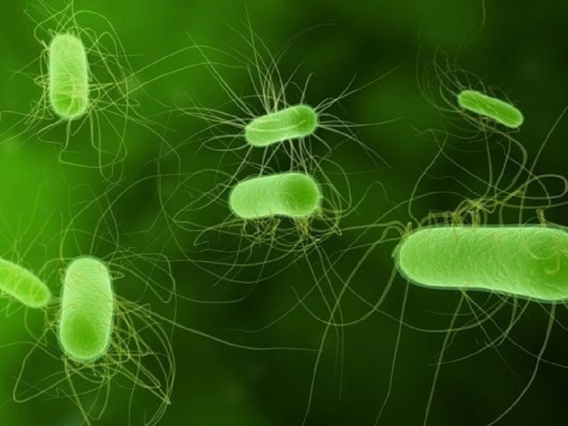 trieu-chung-thuong-gap-khi-bi-nhiem-khuan-e-coli