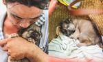 Bức xúc trò chụp ảnh 'tự sướng' với chó mù của người đánh giày câm ở Sài Gòn