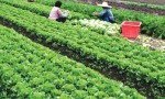 Kinh doanh rau sạch: “Bí kíp” làm giàu bền vững của nông dân