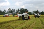 Sao nông dân trồng lúa mãi nghèo?