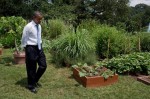 Vườn rau sạch của gia đình Tổng thống Obama