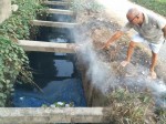 Dùng nước kênh ô nhiễm tưới rau răm