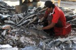 Rùng mình cảnh hàng nghìn con cá mập bị xẻo vây, phơi xác giữa chợ Indonesia