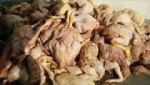 Video: Rợn người cơm gà xối mỡ thơm ngon làm từ... gà hôi thối