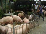 Giá thịt lợn giảm: “Thủ phạm” là... thị trường Trung Quốc?