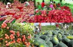 Trung Quốc nhập hơn 70% rau, quả xuất khẩu của Việt Nam