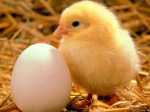 8 sai lầm khi chế biến trứng gà lâu nay chúng ta vẫn mắc lỗi mà không biết
