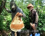 Xuất hiện mật ong không rõ nguồn gốc lấy thương hiệu U Minh hạ