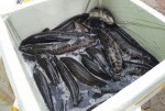 Điểm mặt các loại cá Trung Quốc ‘ngậm’ hóa chất kích thích bán tại Việt Nam