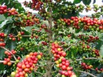 Giá nông sản hôm nay 21.9: Giá cà phê tăng 