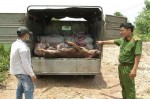 Tịch thu 800 kg động vật không rõ nguồn gốc, 203 kg da bò bốc mùi hôi thối