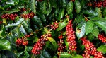 Giá nông sản hôm nay 2/1: Giá cà phê tăng nhẹ, giá tiêu giảm 1.000 đ/kg