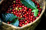 Giá nông sản hôm nay 4/1: Giá cà phê tăng mạnh, giá tiêu giảm 1.000 đ/kg