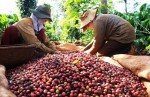 Giá nông sản hôm nay 7/1: Giá cà phê và giá tiêu biến động nhẹ