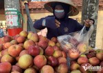 'Bóc giá' trái cây Trung Quốc tại chợ đầu mối