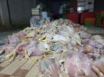 Thu giữ 2,2 tấn gà chết, bốc mùi hôi thối chuẩn bị đem ra thị trường