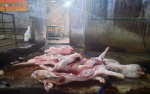 Rùng mình với hàng tấn nội tạng, thịt lợn bẩn tuồn ra thị trường dịp cận Tết, tiềm ẩn nguy cơ hại sức khỏe