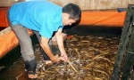 Bác tin nuôi lươn bằng thuốc tránh thai gây sốc dư luận