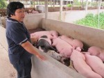 TP.HCM: Trung Quốc lại ráo riết thu mua lợn trên 120kg