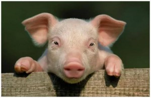 Ở lợn có 1 thứ có thể bơm collagen, ổn định đường huyết, dưỡng mạch máu tốt