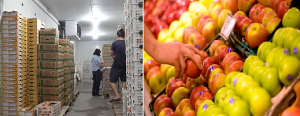 Cách lựa chọn trái cây nhập khẩu chuẩn an toàn, chất lượng