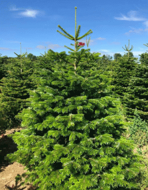 Giá siêu đắt đỏ, gần 150 triệu đồng một cây thông tươi chơi Giáng sinh