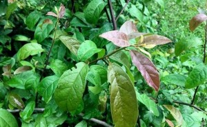 Loại cây dễ trồng, mọc nhiều ở Việt Nam chứa hợp chất ngừa ung thư