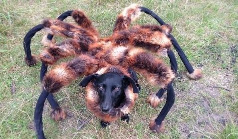 Chú chó của SA Wardega trong trang phục nhện khổng lồ.