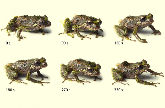 Loài ếch có khả năng biến hình