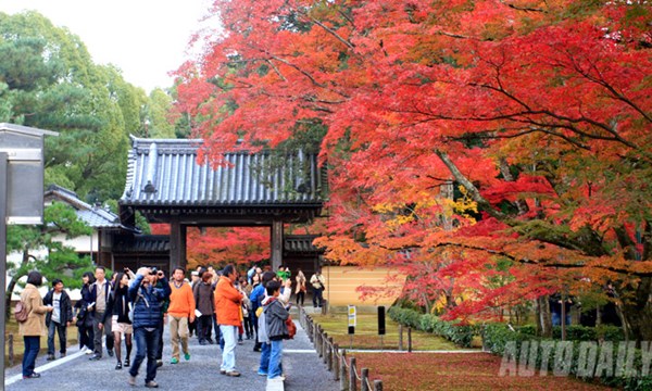 Hành trình 5 ngày thưởng ngoạn mùa Thu Nhật Bản