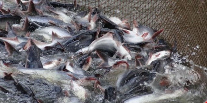 Năm 2016 đường xuất khẩu cá da trơn sẽ rất trơn