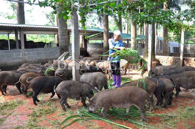 Rỉ tai cách chọn mua lợn rừng chuẩn làm đặc sản ăn Tết