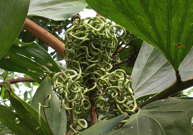Giật mình khi gặp trái lạ giống bầy rắn lục ở rừng Quảng Ngãi