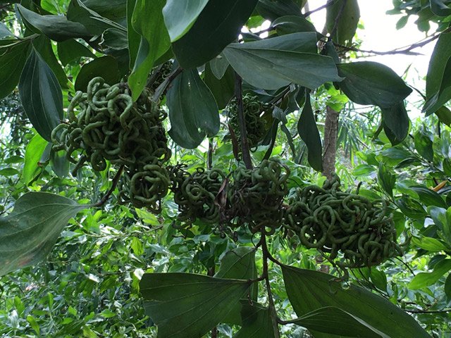 Giật mình khi gặp trái lạ giống bầy rắn lục ở rừng Quảng Ngãi