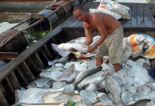Hàng chục tấn cá chết, nổi kín mặt sông