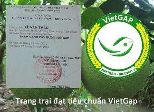 Bưởi da xanh Hoàng Long – Trái cây an toàn cho người Việt