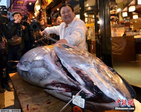 Chi 2,4 tỷ đồng mua cá ngừ vây xanh nặng 200kg