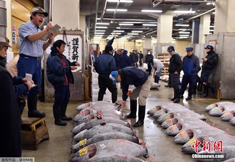 Chi 2,4 tỷ đồng mua cá ngừ vây xanh nặng 200kg