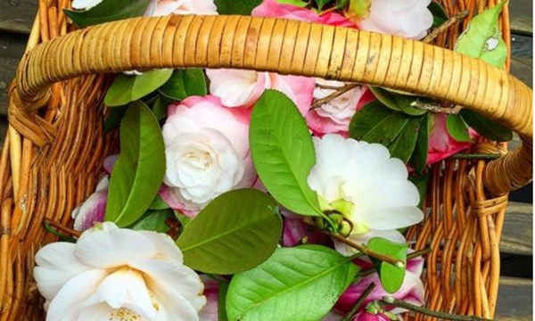 vi-sao-hoa-tra-camellia-luon-hien-huu-trong-cac-thiet-ke-cua-chanel 1
