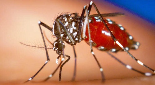 'Virus ăn não' do muỗi truyền lan rộng nhiều nước