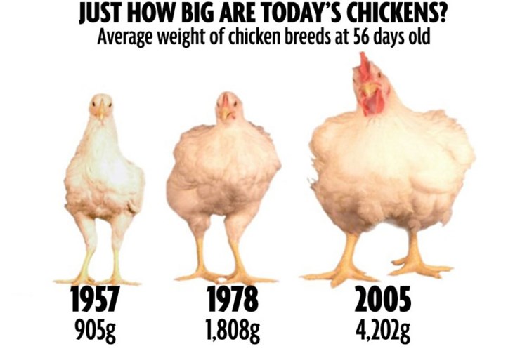 Tai hại khi ăn quá nhiều thịt gà công nghiệp