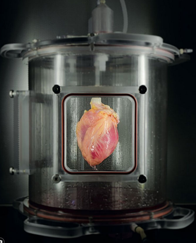 Dùng tế bào da nuôi thành quả tim hoàn toàn mới