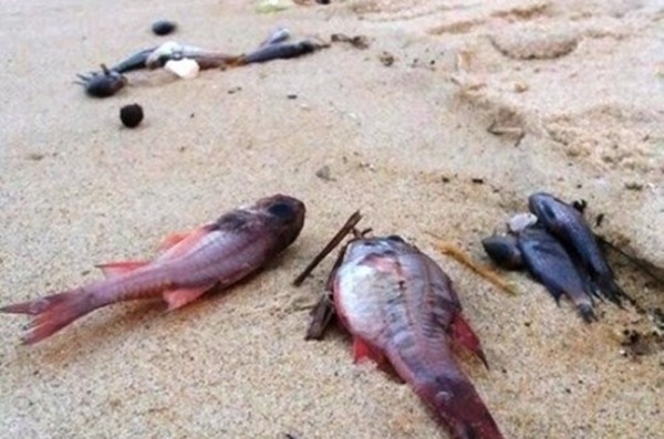 Hàng chục tấn cá chết ở biển miền Trung đi đâu?