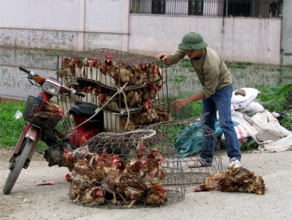 Xung quanh thông tin mở cửa cho gia cầm Trung Quốc nhập khẩu chính ngạch vào Việt Nam, các chuyên gia đã bày tỏ lo lắng trước nguy cơ ngành chăn nuôi gia cầm gặp “đại họa”, còn người dân thì phải ăn toàn thịt “rác”.