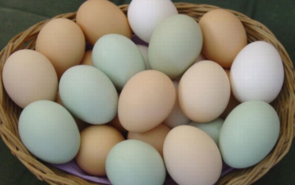 Thực hư tin đồn trứng gà vỏ xanh giàu dinh dưỡng hơn trứng gà vỏ đỏ và trắng