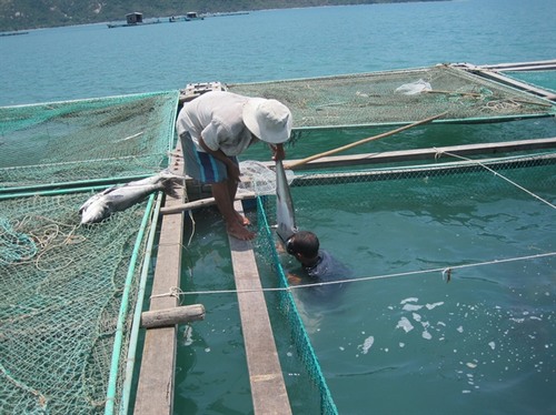 Tiếp tục có cá bớp chết hàng loạt tại Nha Trang
