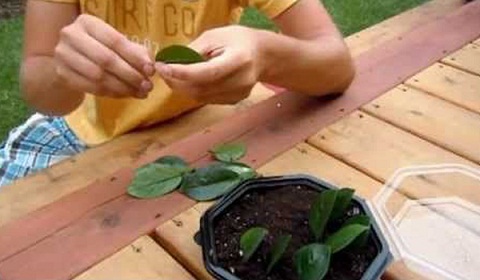 Cây kim tiền: loài cây có khả năng gây nguy hiểm cho trẻ em mà nhiều nhà vẫn thường trồng
