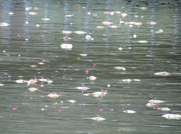 Cá chết trên kênh Nhiêu Lộc - Thị Nghè là do ô nhiễm chất hữu cơ và khí độc